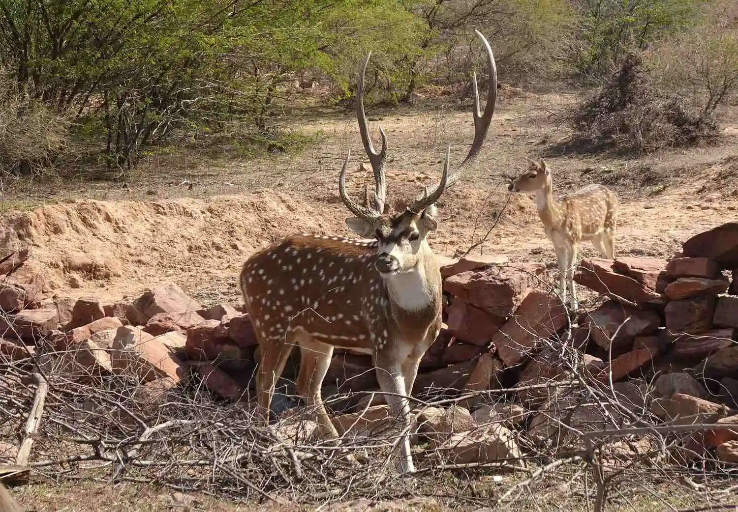 Spotted Deer in Ranipur Tiger Reserve