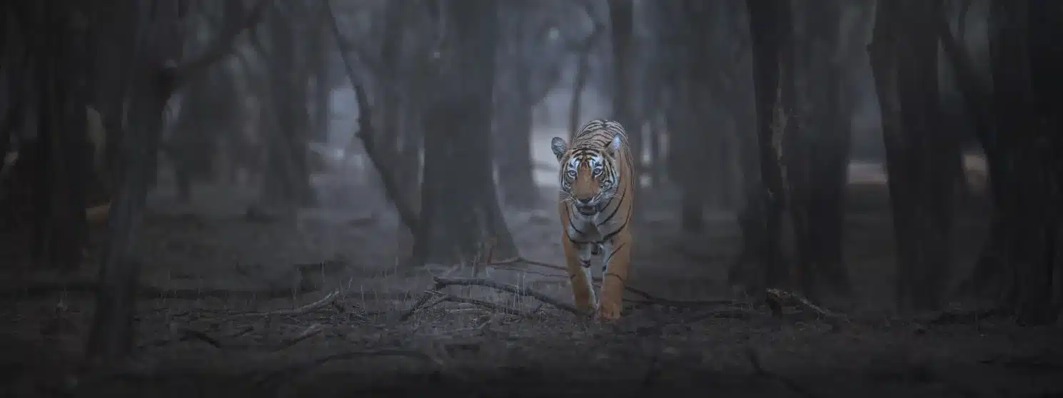 Tigers of Central India