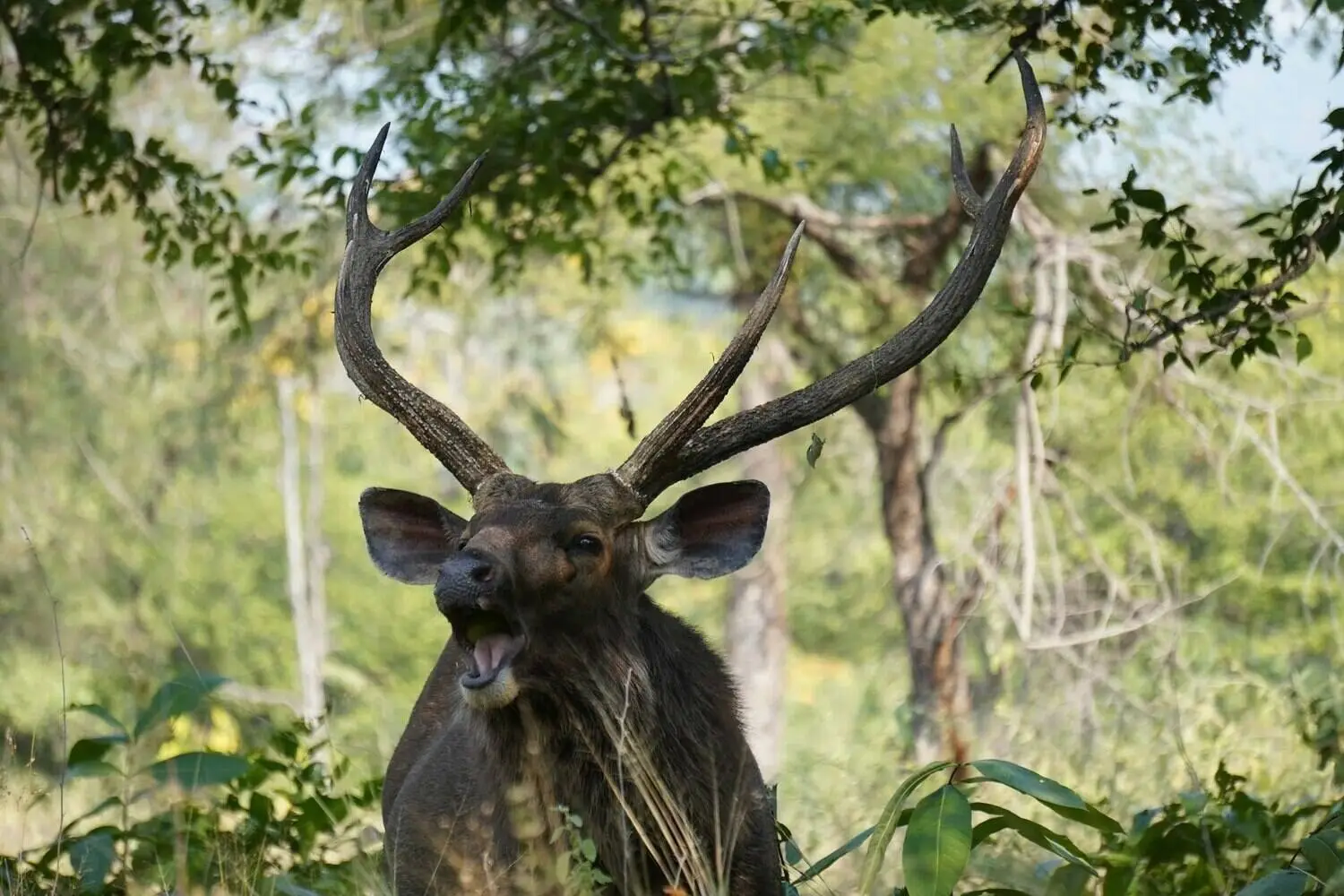 Sambar Deer in Veerangana Durgavati Tiger Reserve