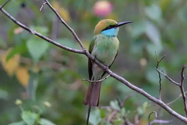 Dudhwa Birds