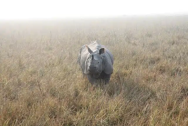 Dudhwa Mammals