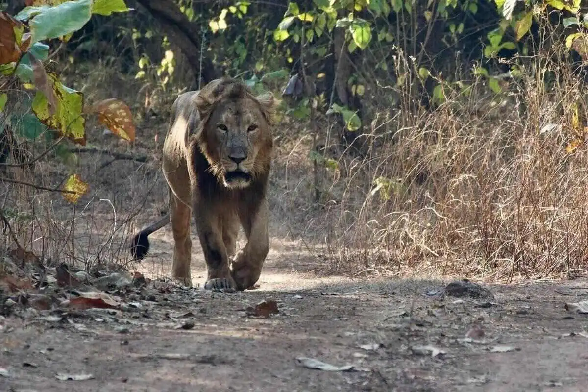 Gir Weekend Safari