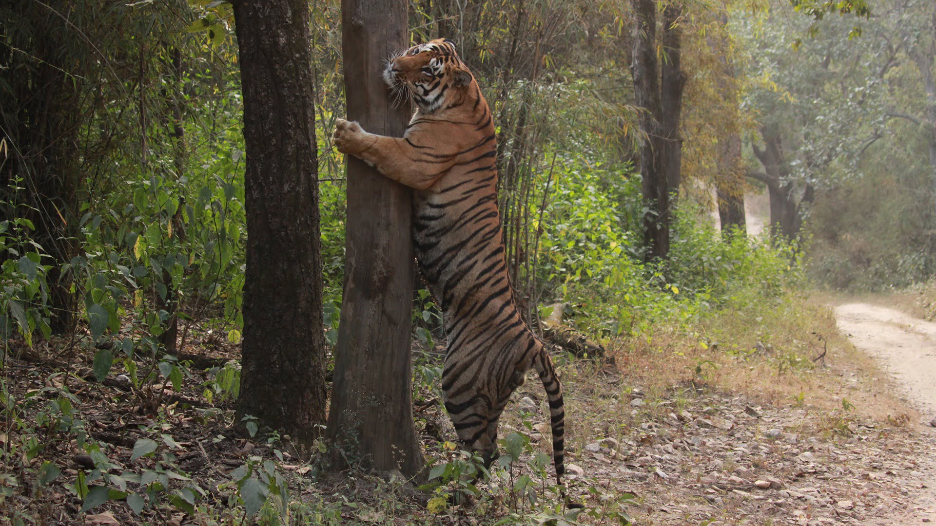 Kanha Group Departure