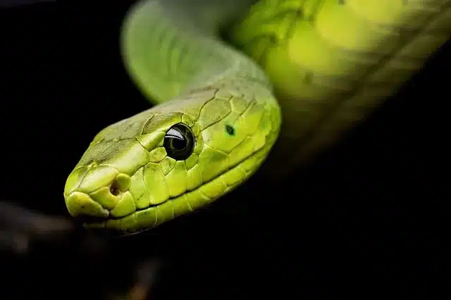 reptiles in kanha