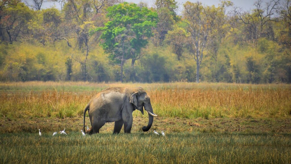 Kaziranga Fixed Departure