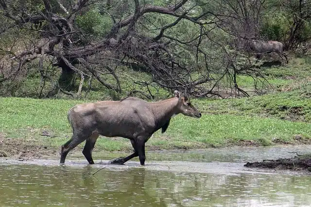 Mammals in Panna