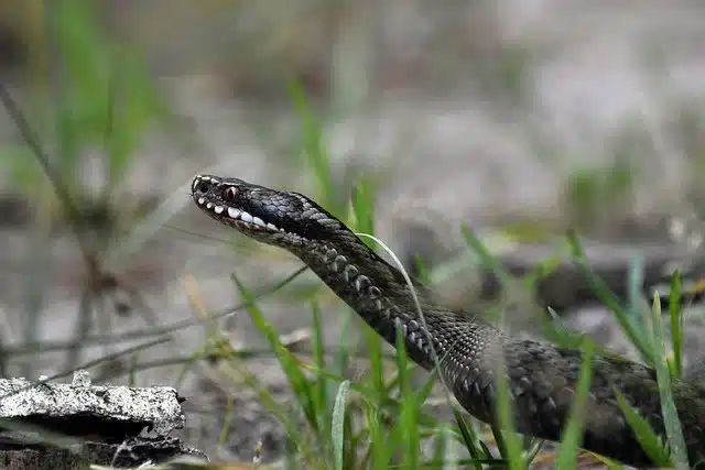 reptiles in Panna National Park