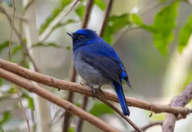 Ranthambore Bird