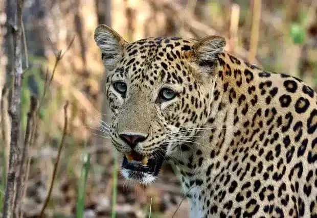 Ranthambore Mammals