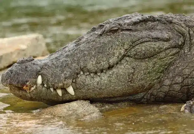 Ranthambore Reptile