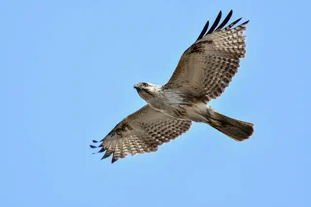 satpura birds