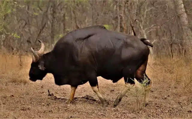 male indian gaur in satpura