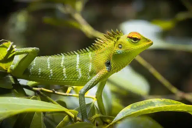 reptiles in satpura