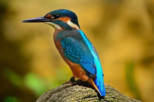 Tadoba Birds