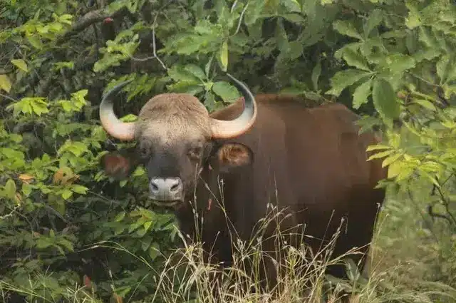 Tadoba Mammals