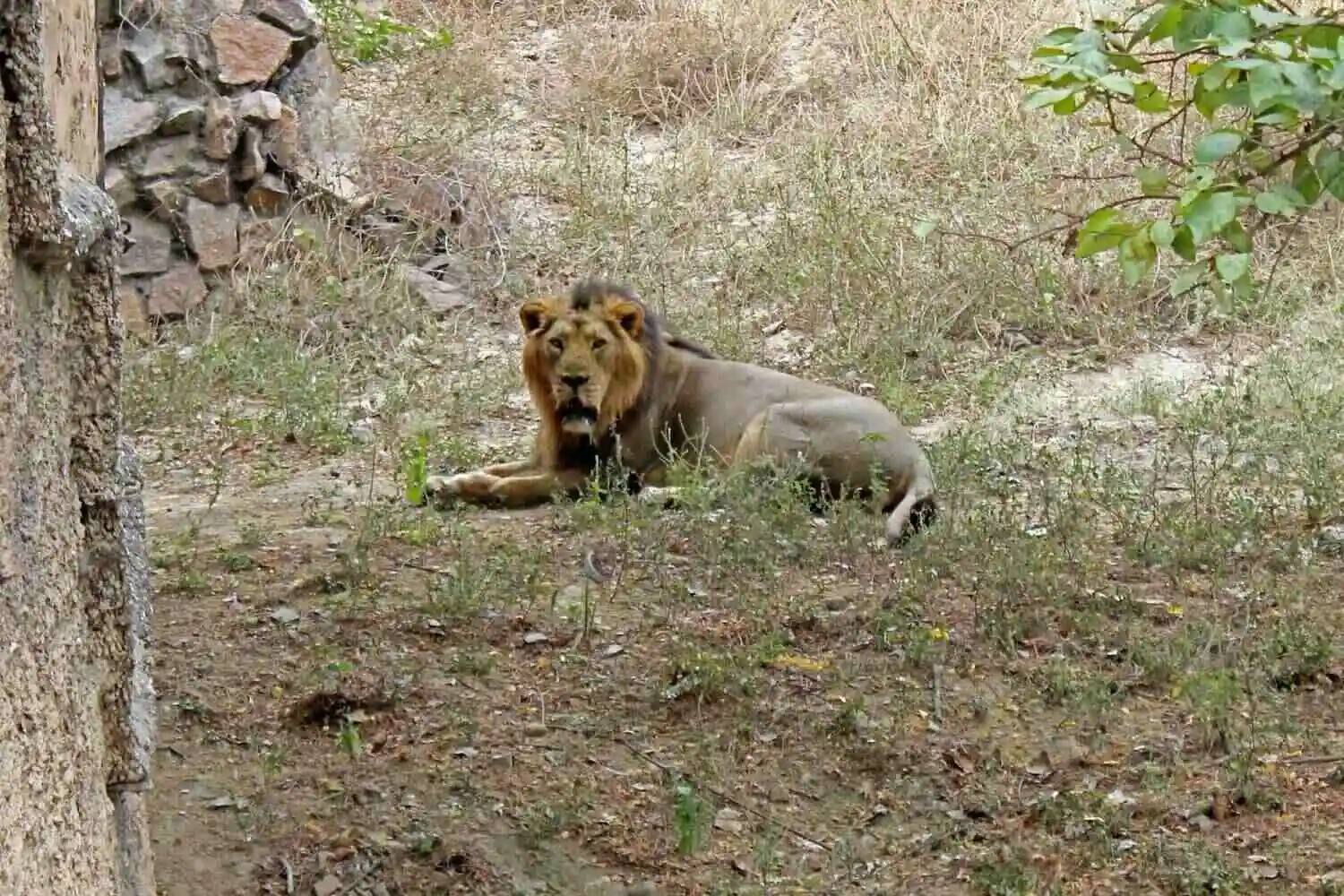 Asiatic Lion Gir