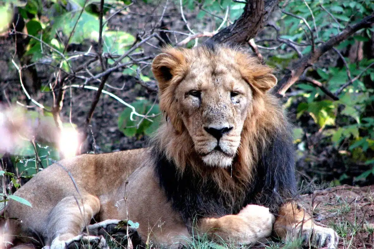 Gir Asiatic Lion