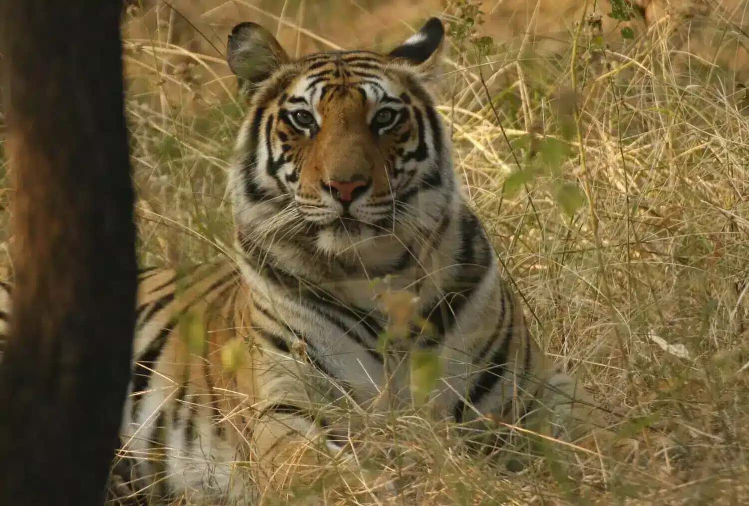 Bengal Tiger of Bandhvagarh