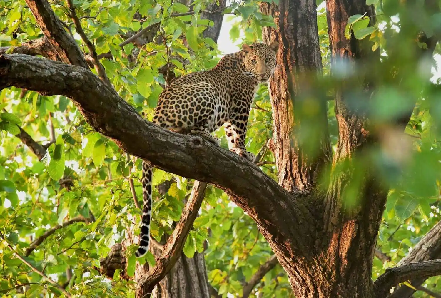 Leopard in Bandhavgarh