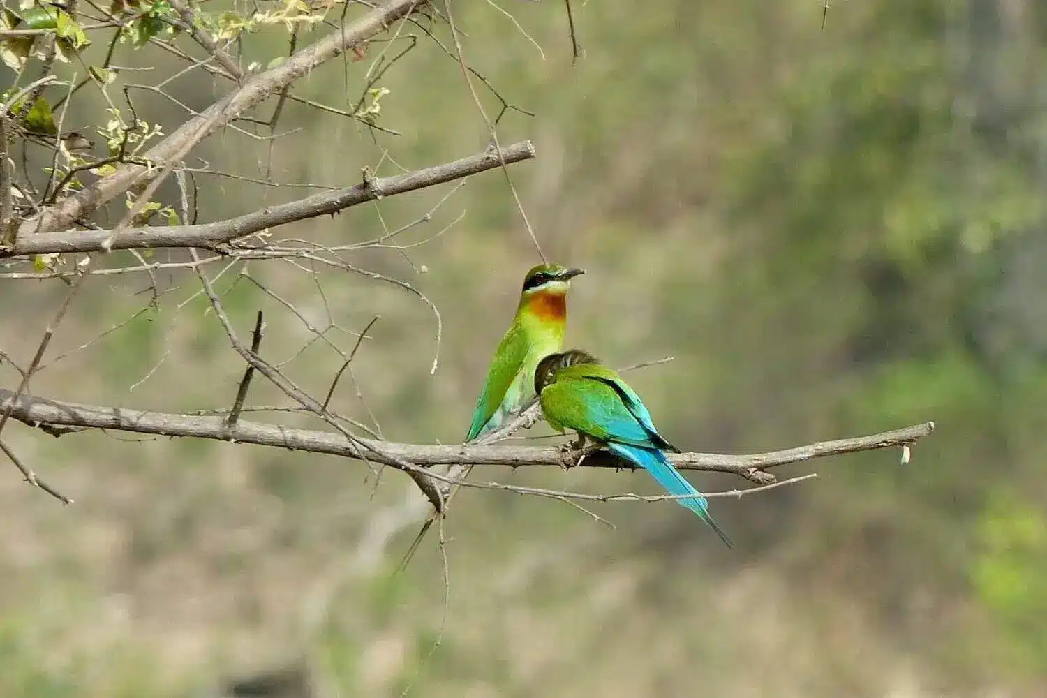 Bee Eater in Corbett