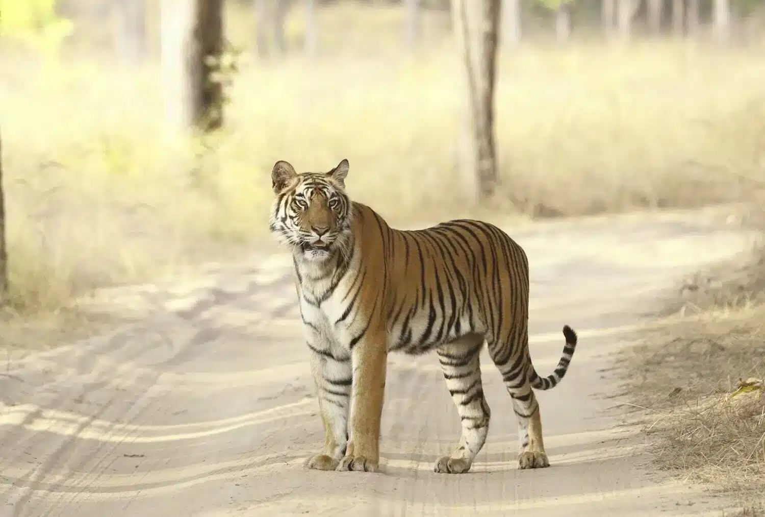 Bandhavgarh bengal Tiger