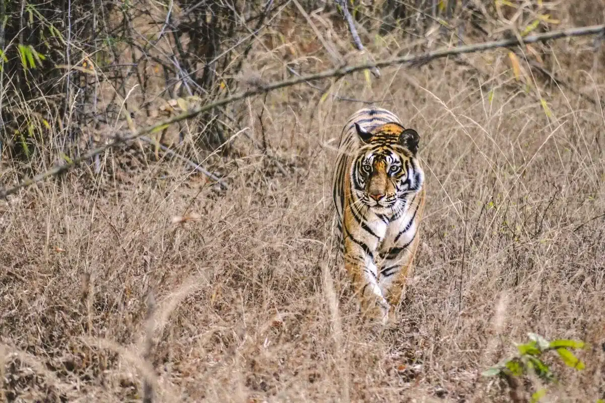 Bengal Tiger in Bandhavgarh