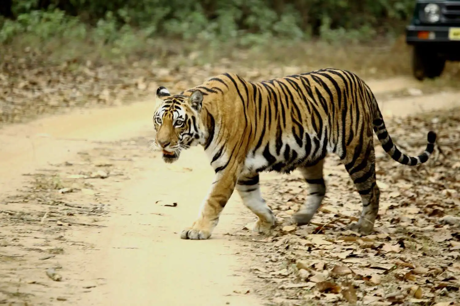 Bengal Tiger in Kanha