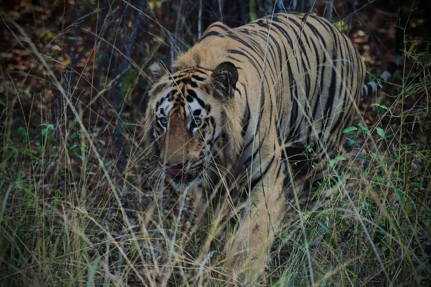 Bengal Tiger of Tadoba