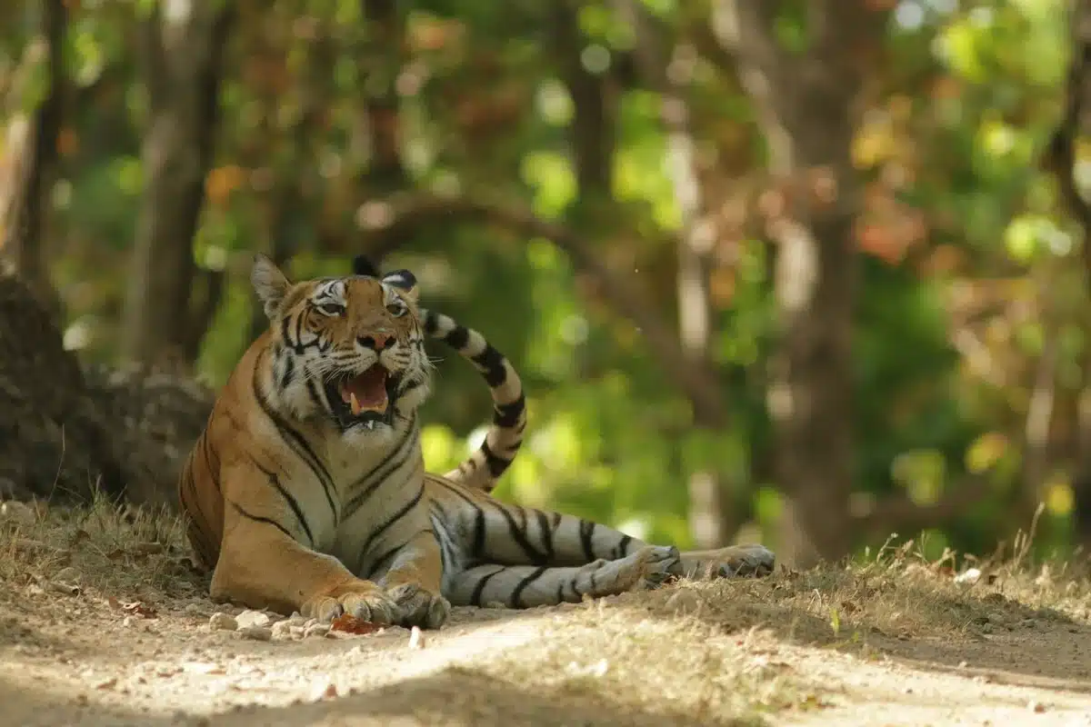 Bengal Tiger of Kanha