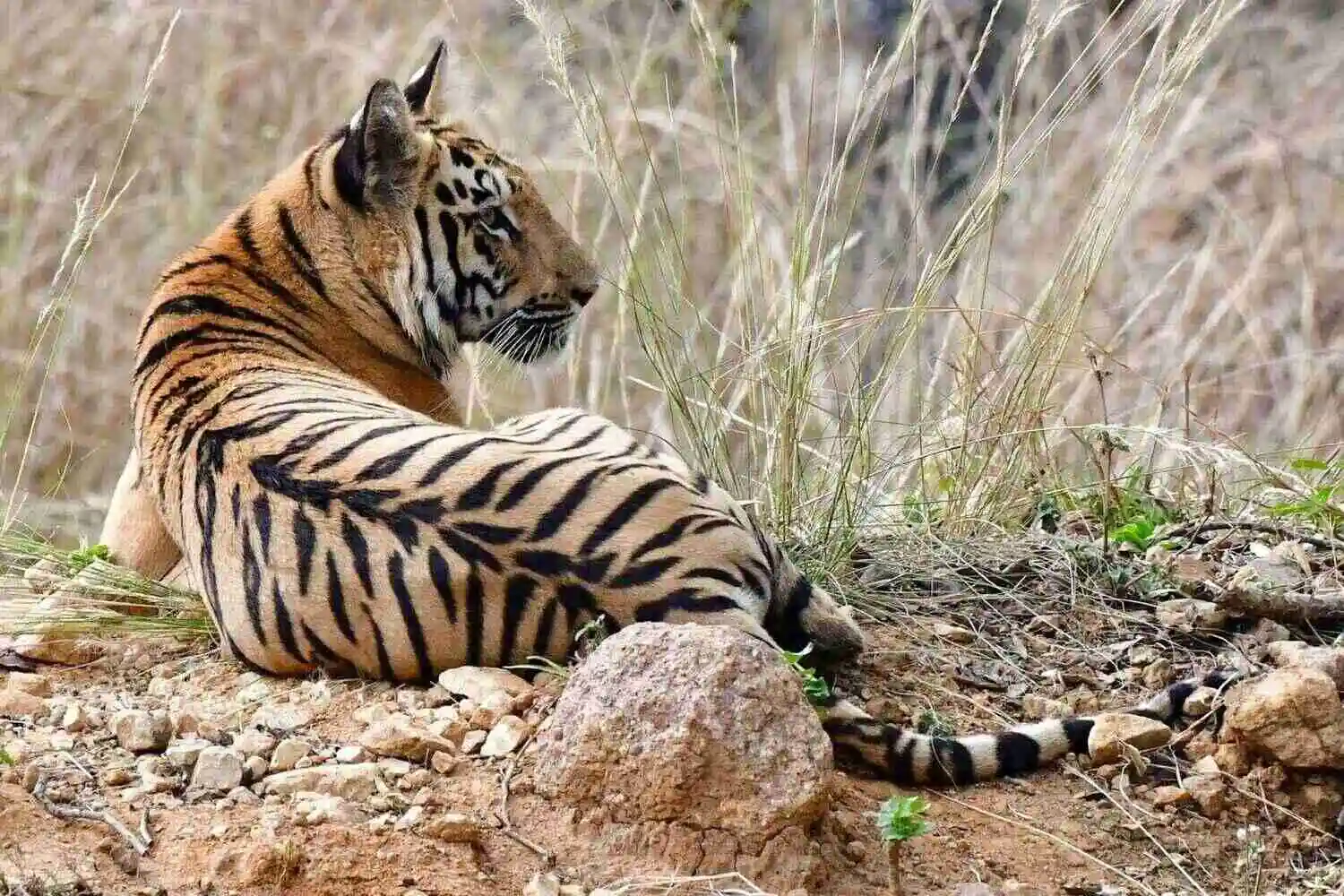 Bengal Tiger of Tadoba