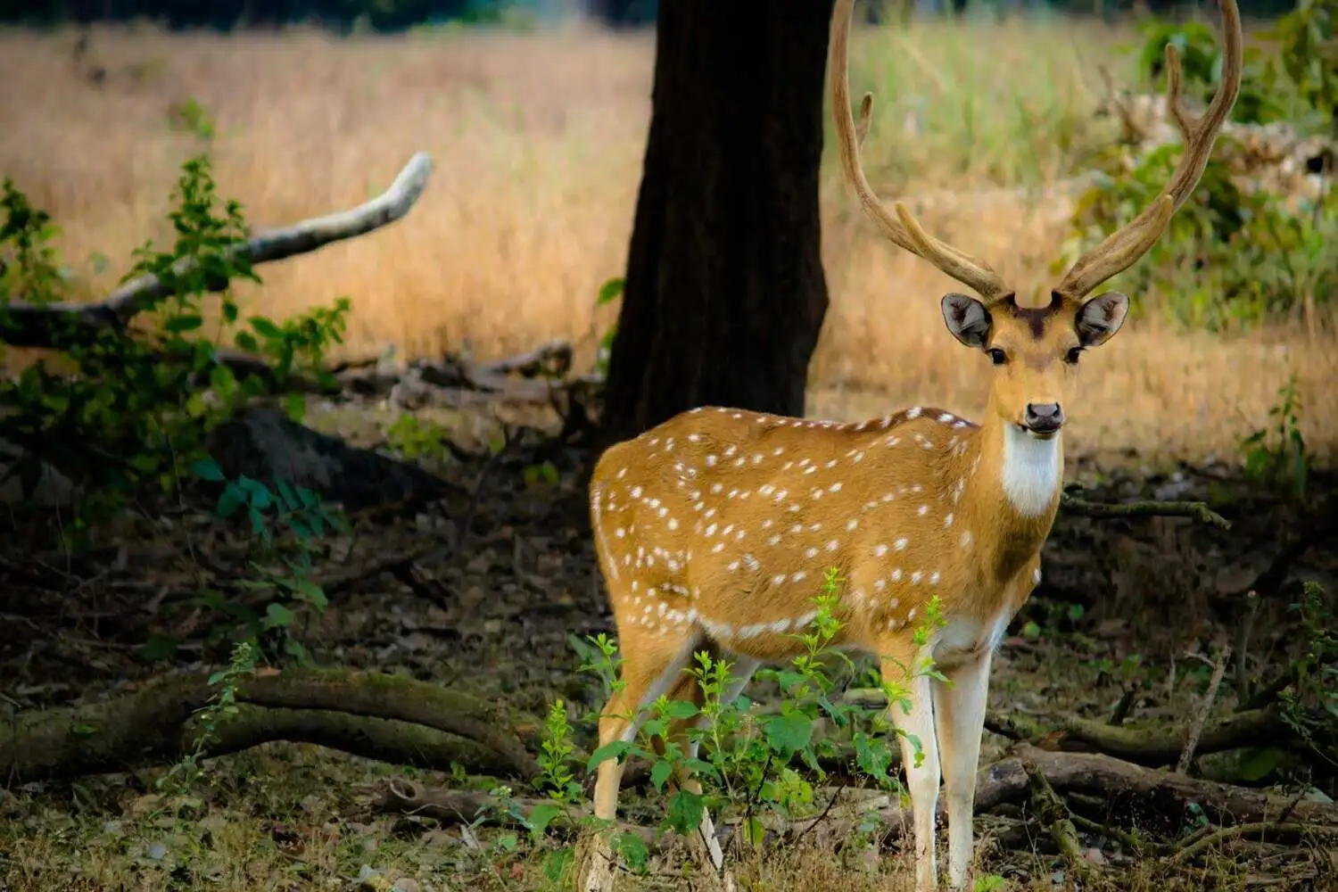 Chital in Kanha