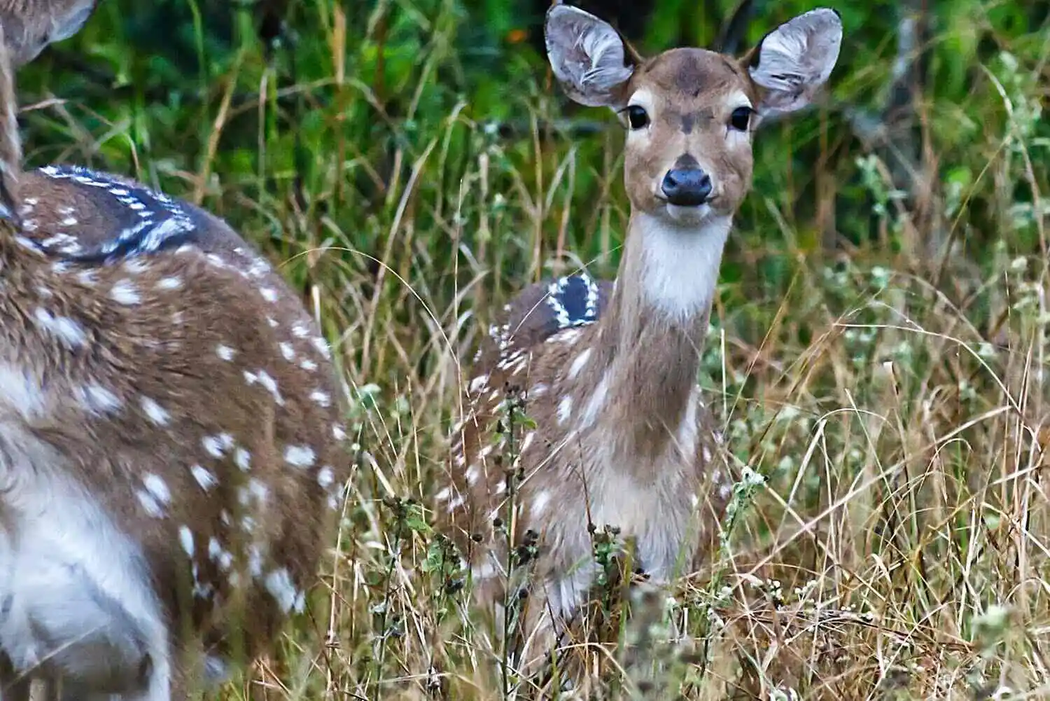 Chital in Corbett