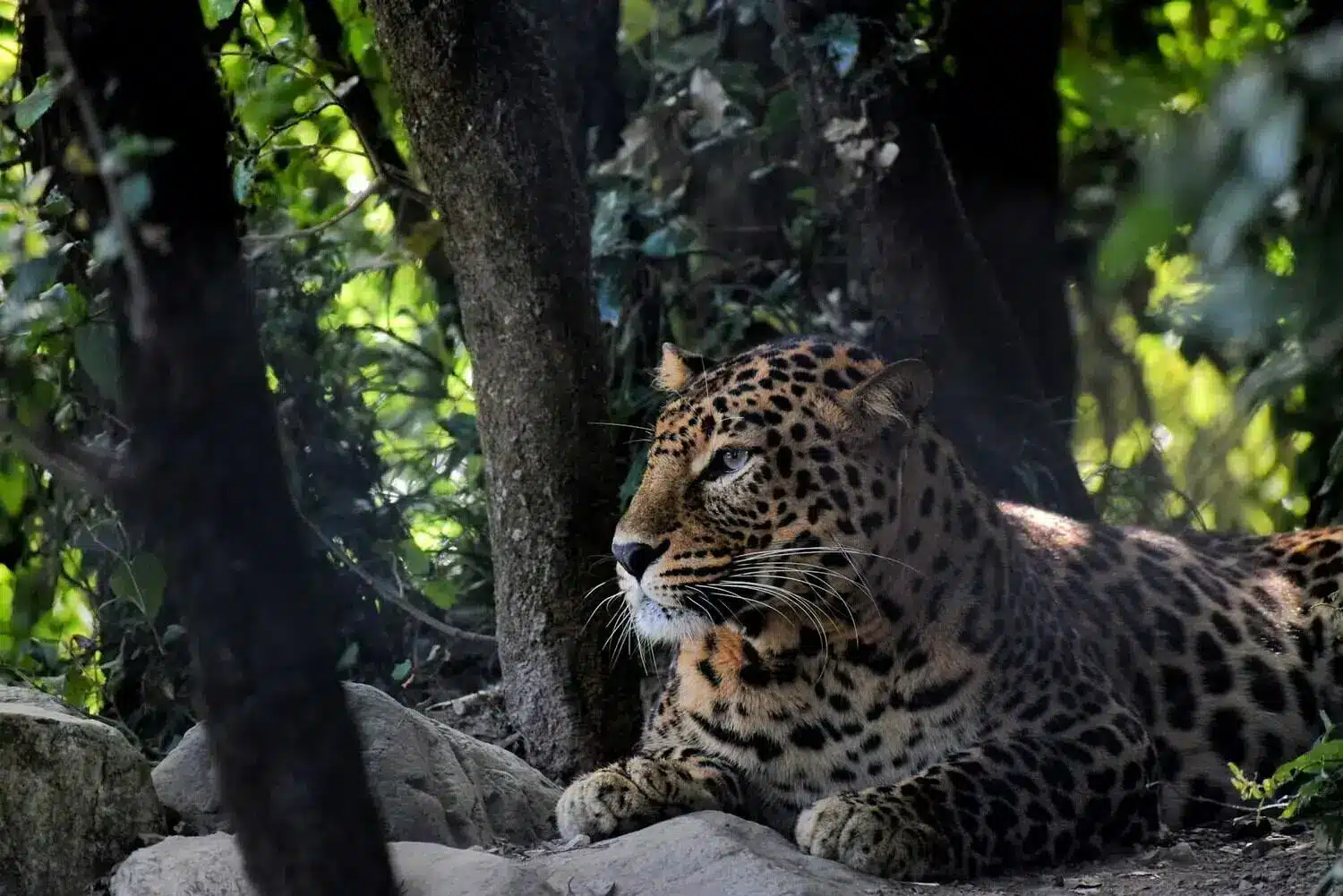 Corbett Leopard