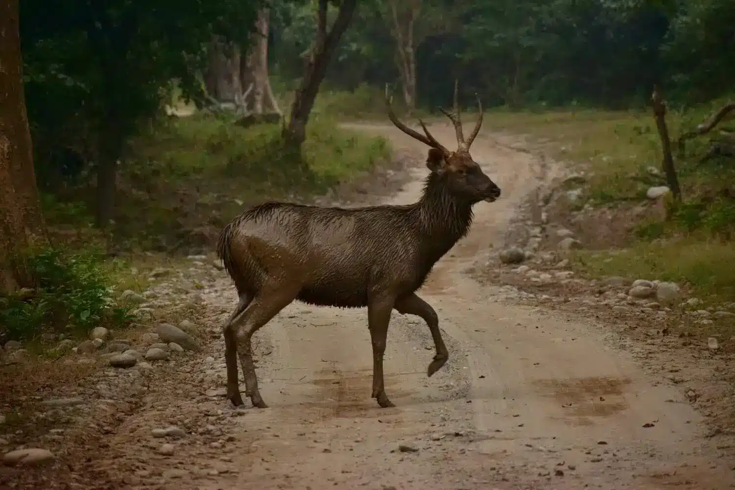 Sambar Deer in Corbett