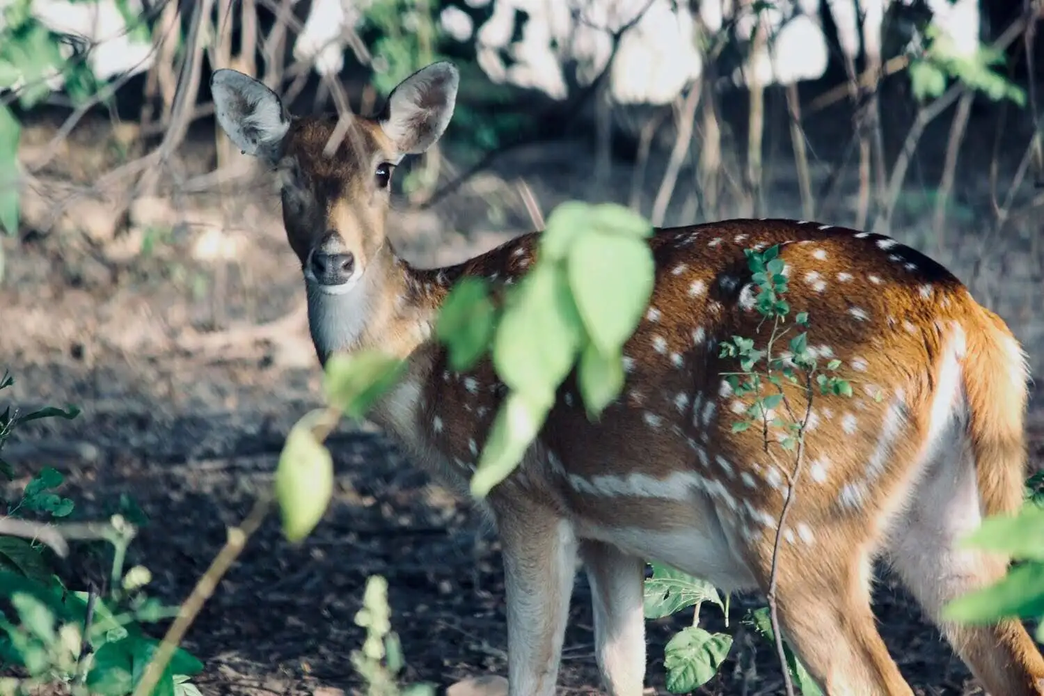 Swamp Deer crobett