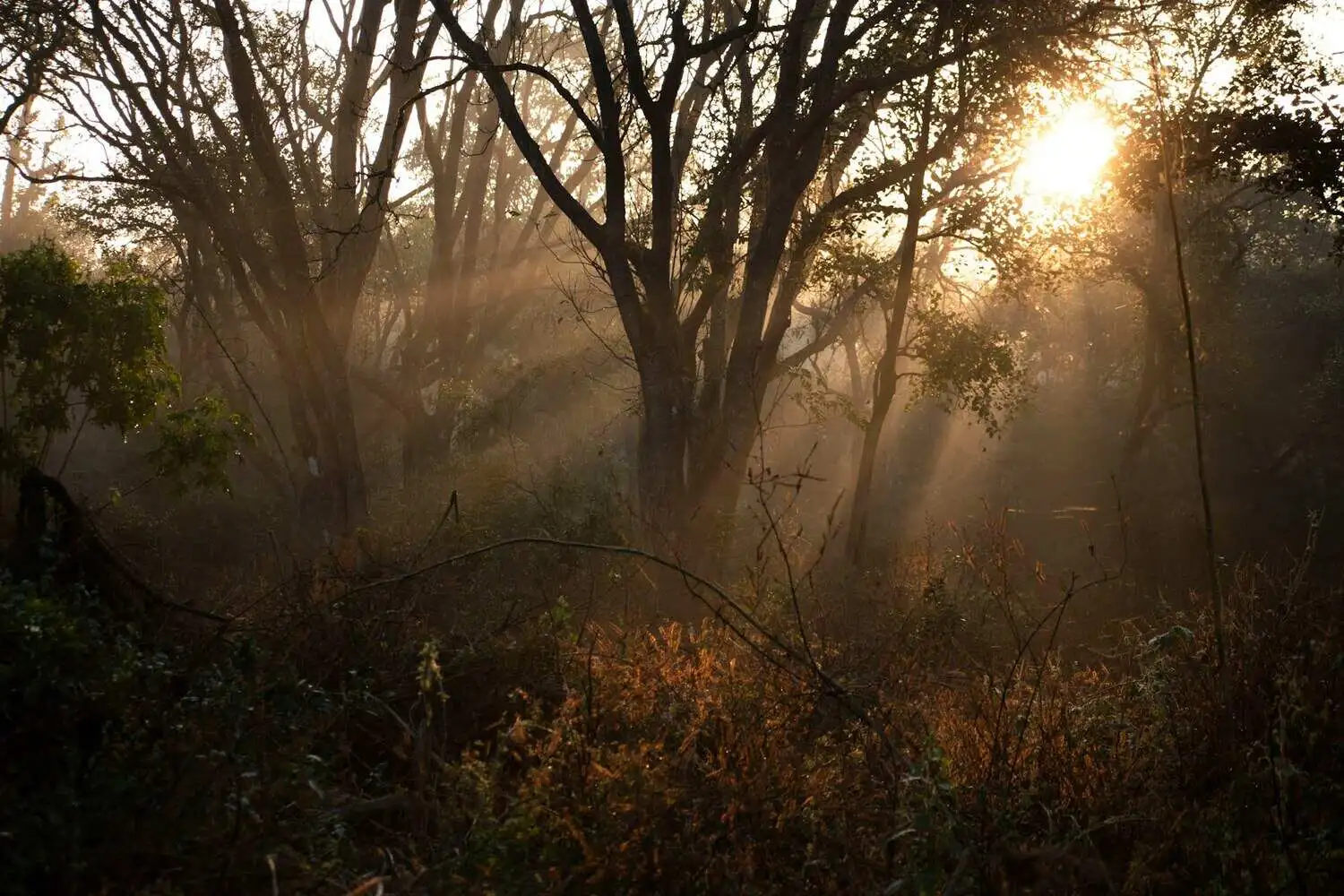 Corbett Tiger Reserve jungle