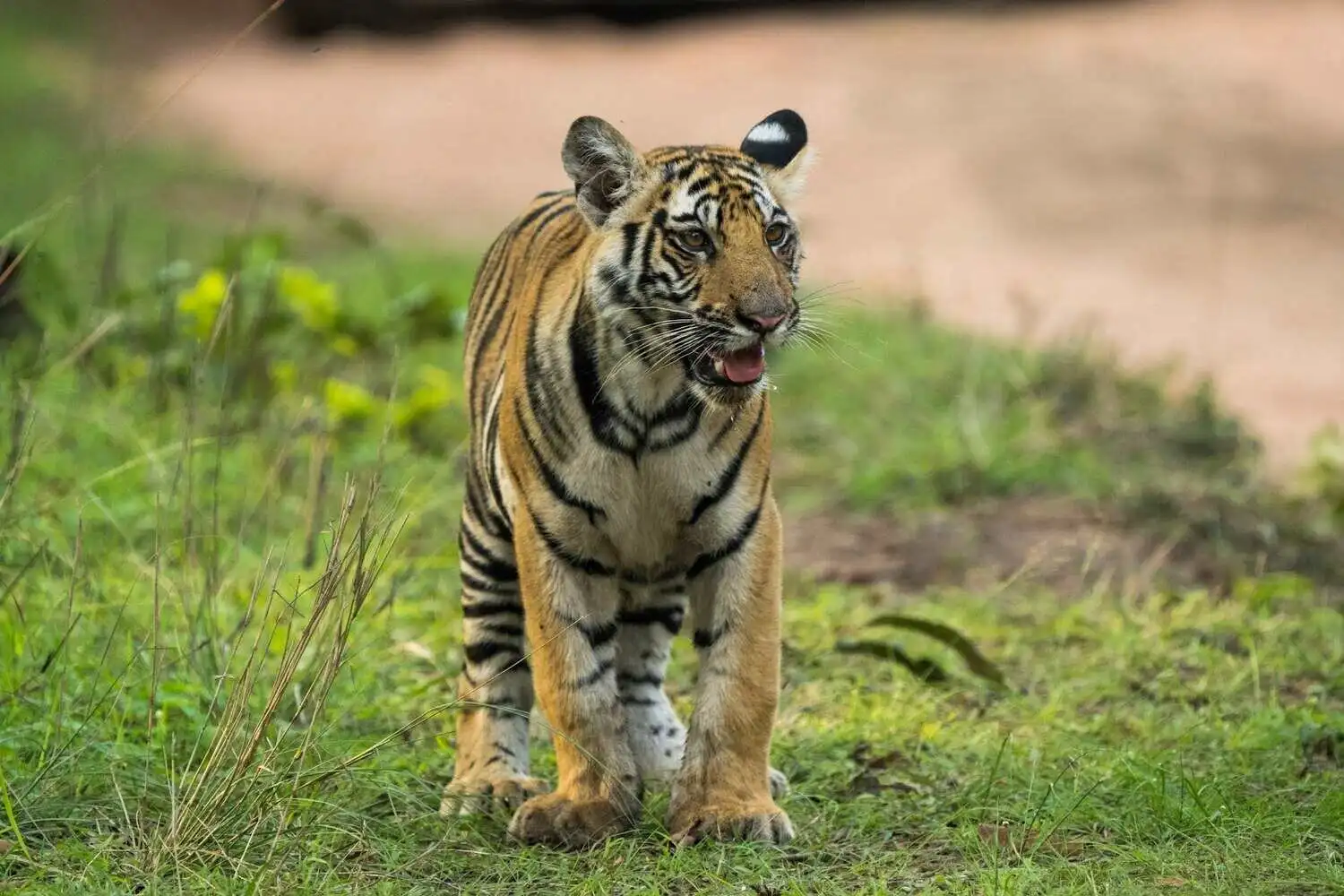 Cub in Bandhavgarh