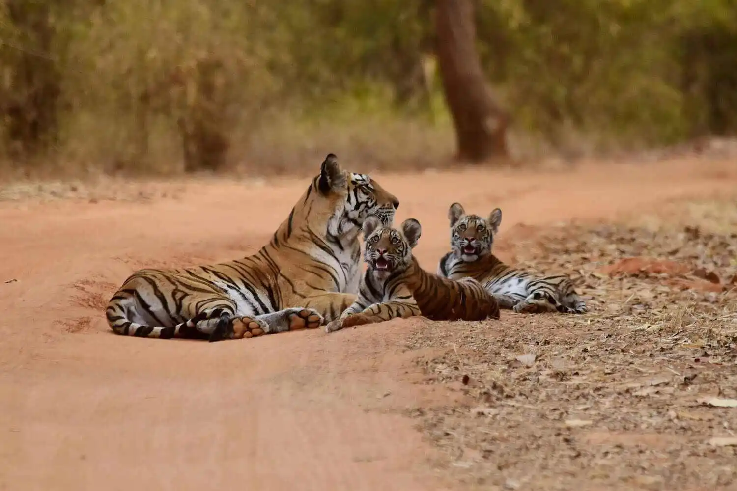 Cubs of Tiger with their mom