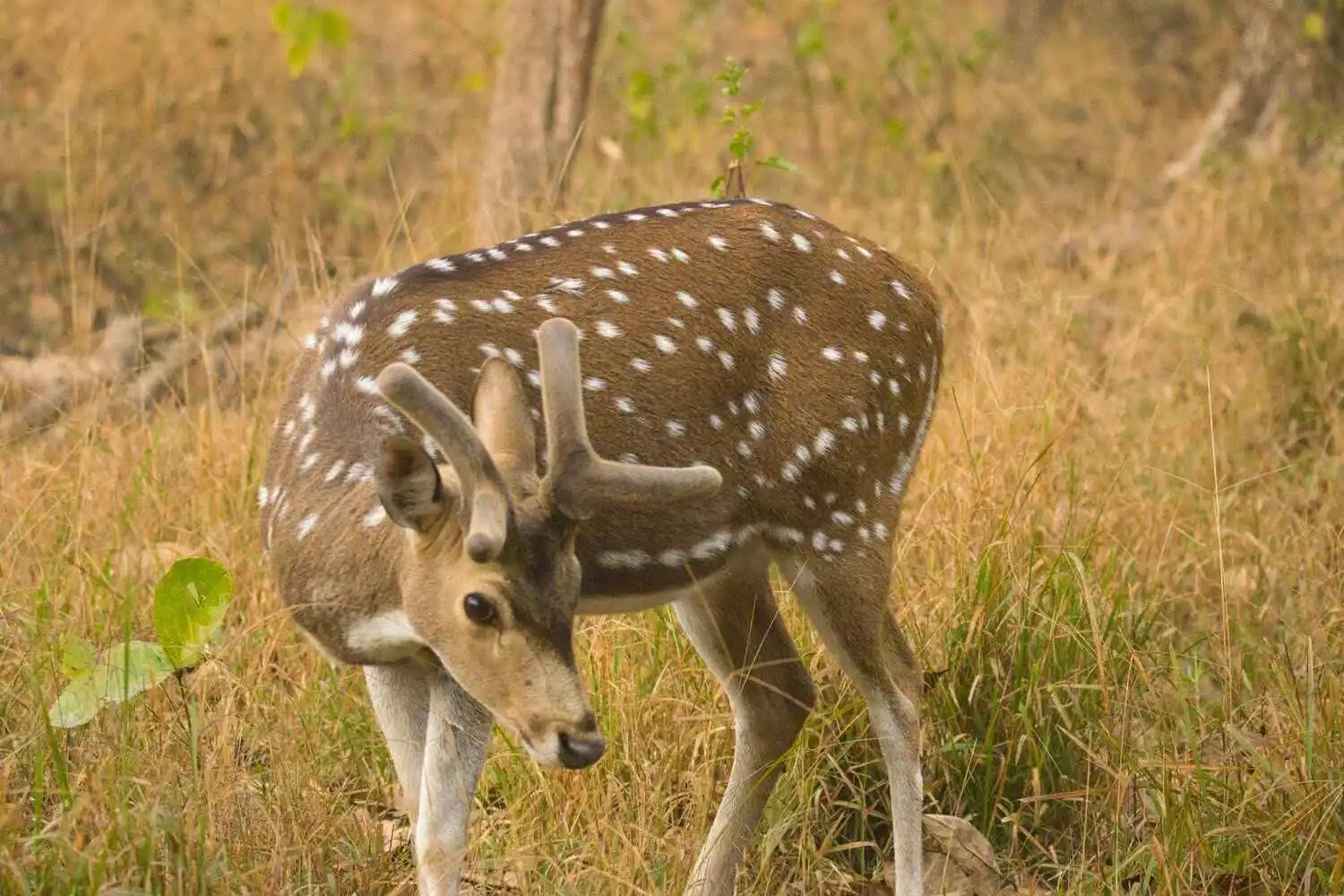 Deer of Kanha