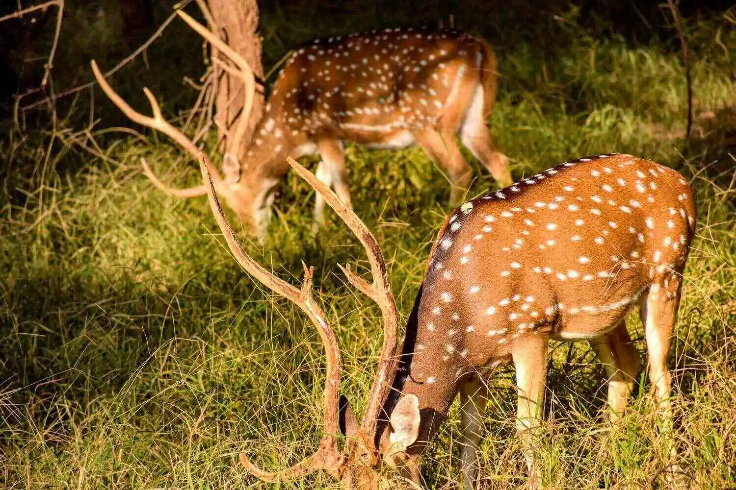 Deer in Ranthambore