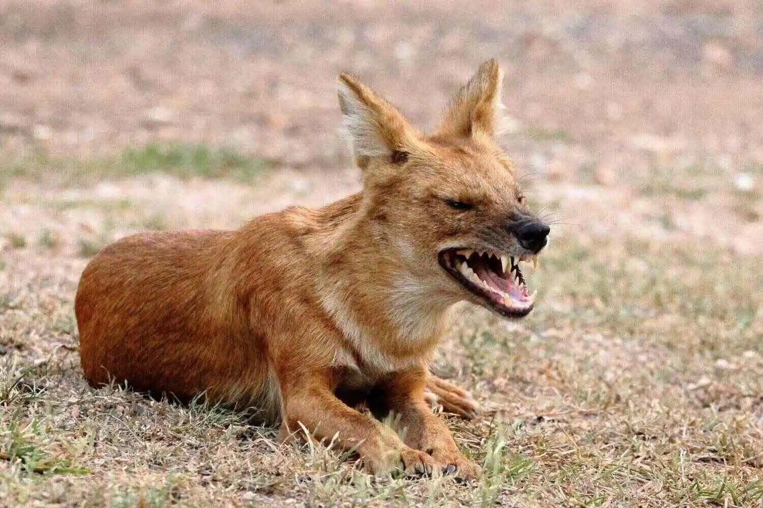 Wild Dog in Tadoba