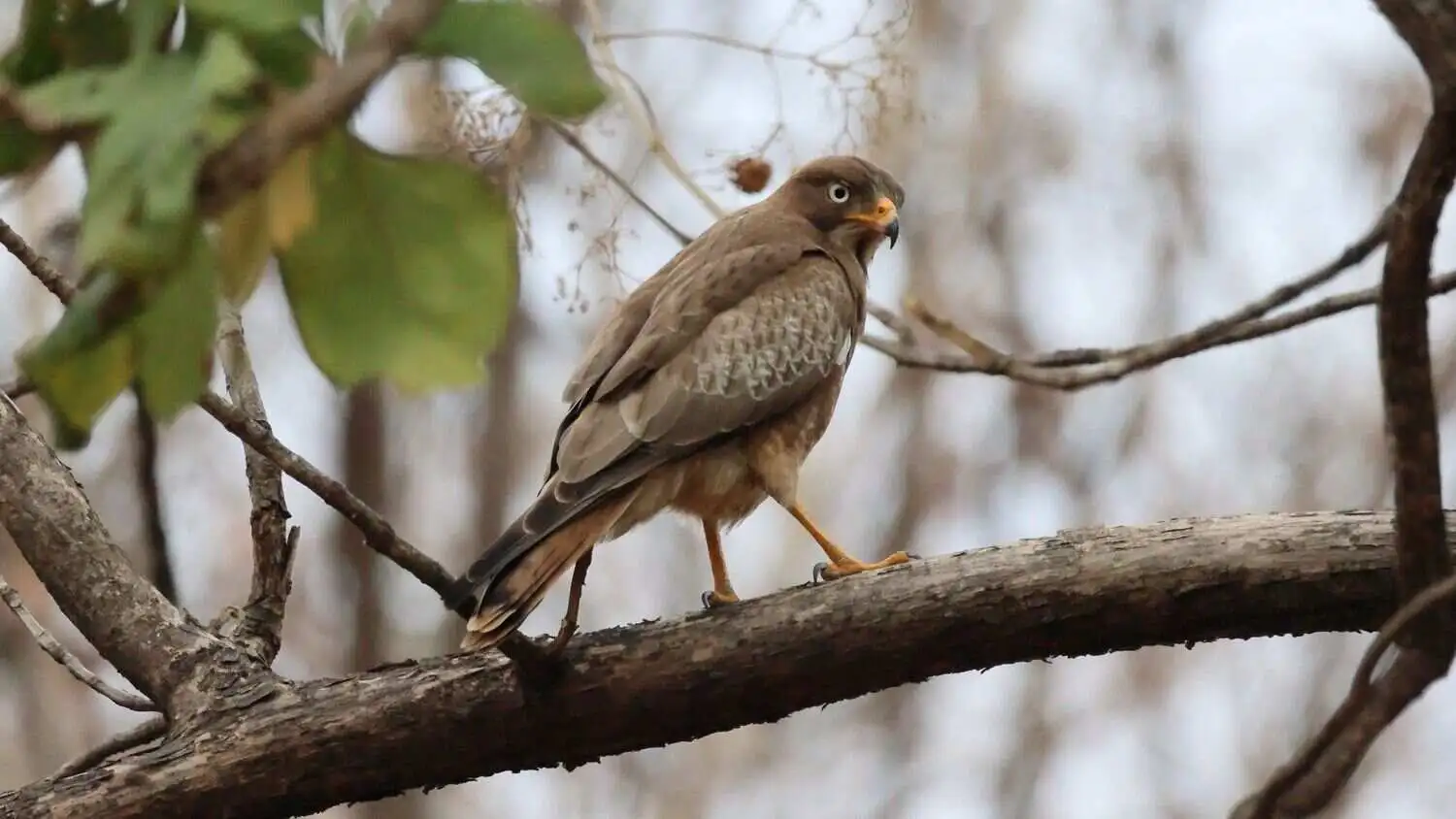 Eagle in Tadoba