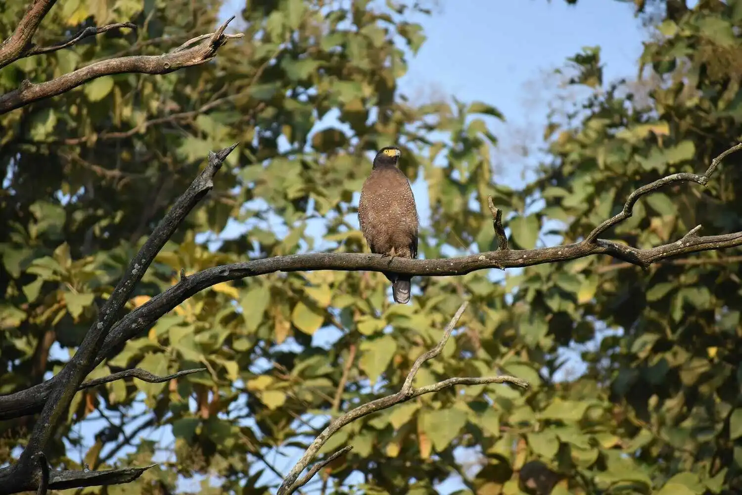 Eagle in corbett