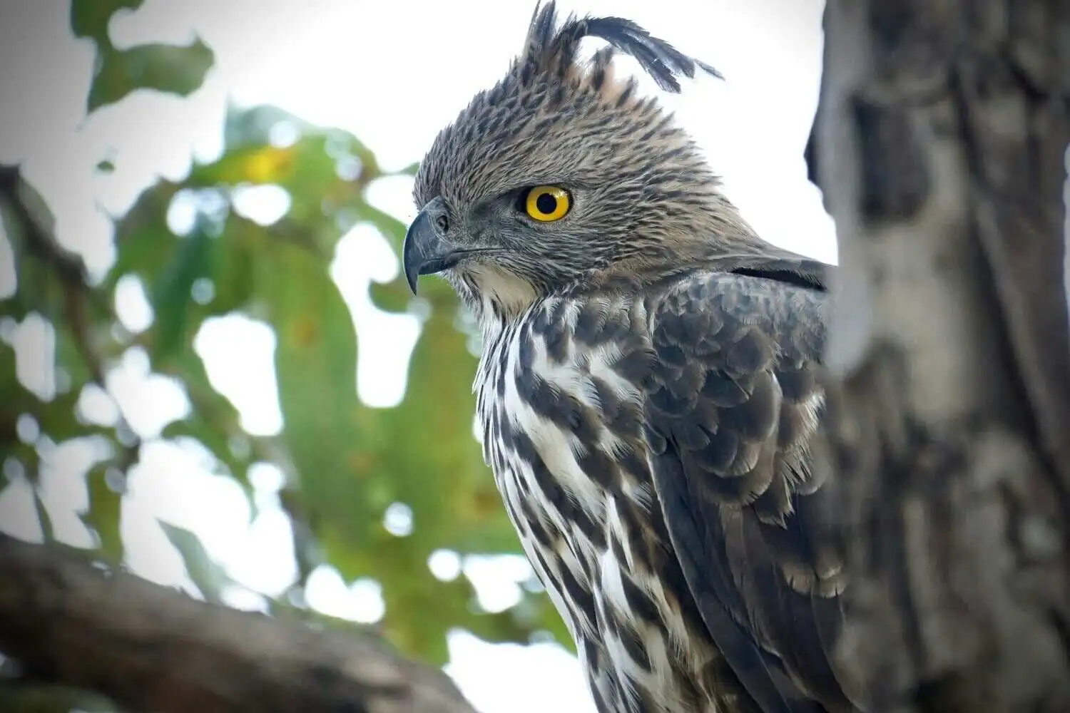 Eagle in corbett