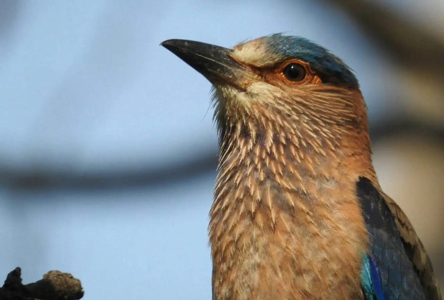 Indian Roller Pench