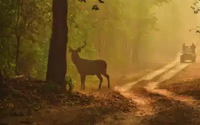 7 Essential Tips Before You Start Your Safari Tour