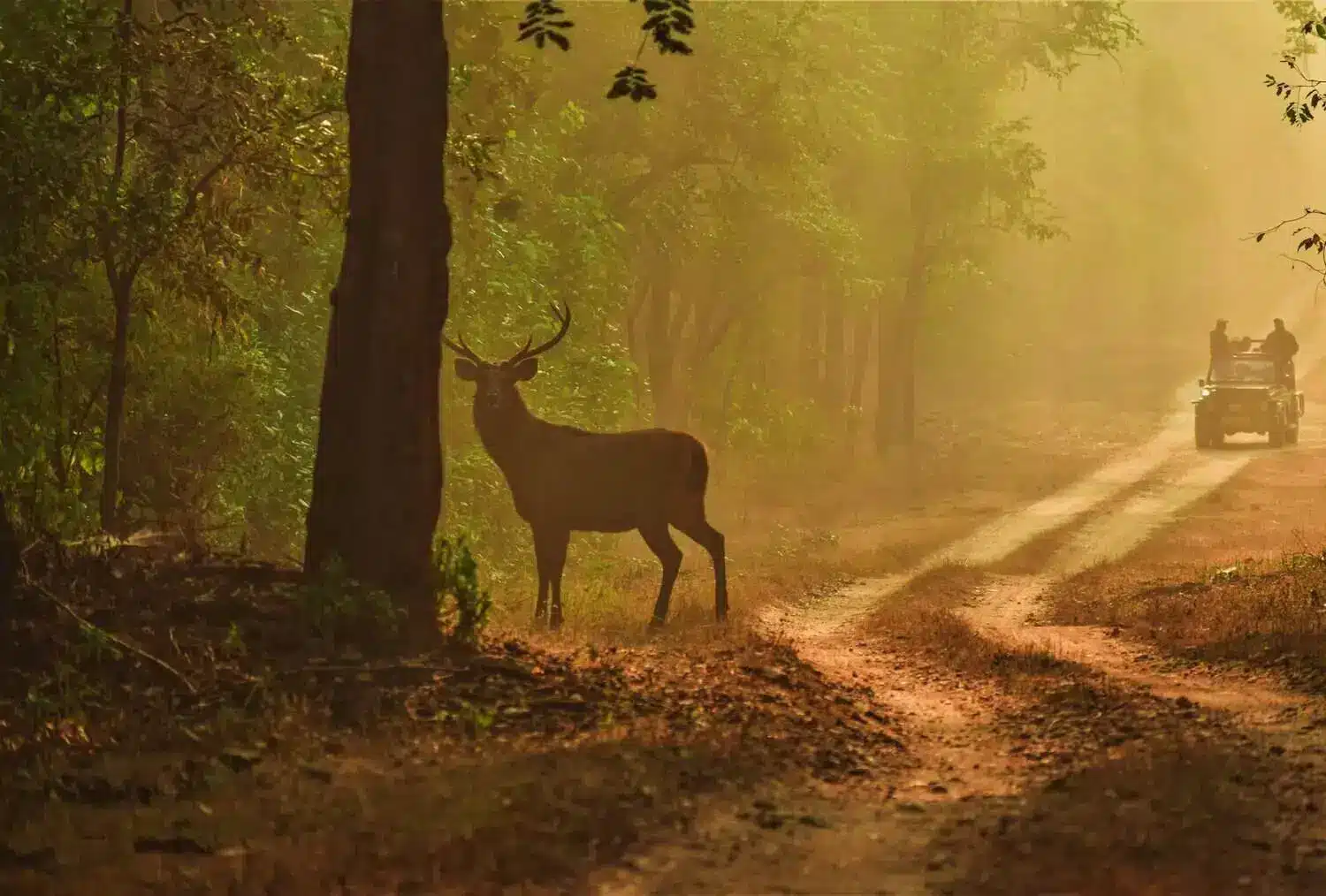 Barasinga of Kanha