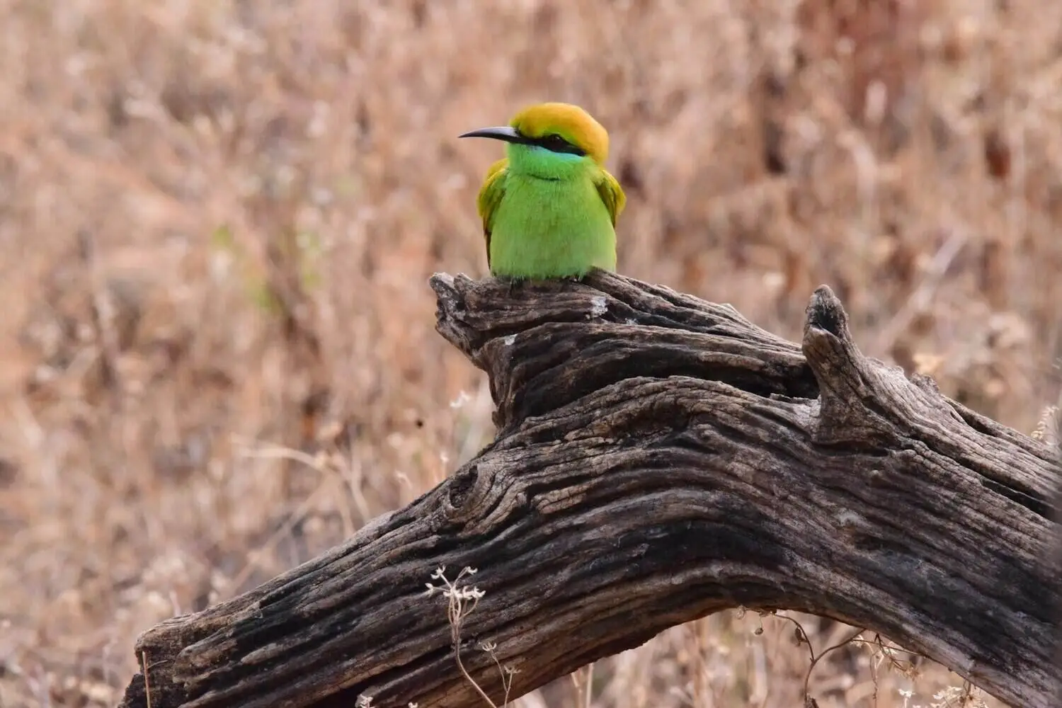 Bee Eater in Kanha