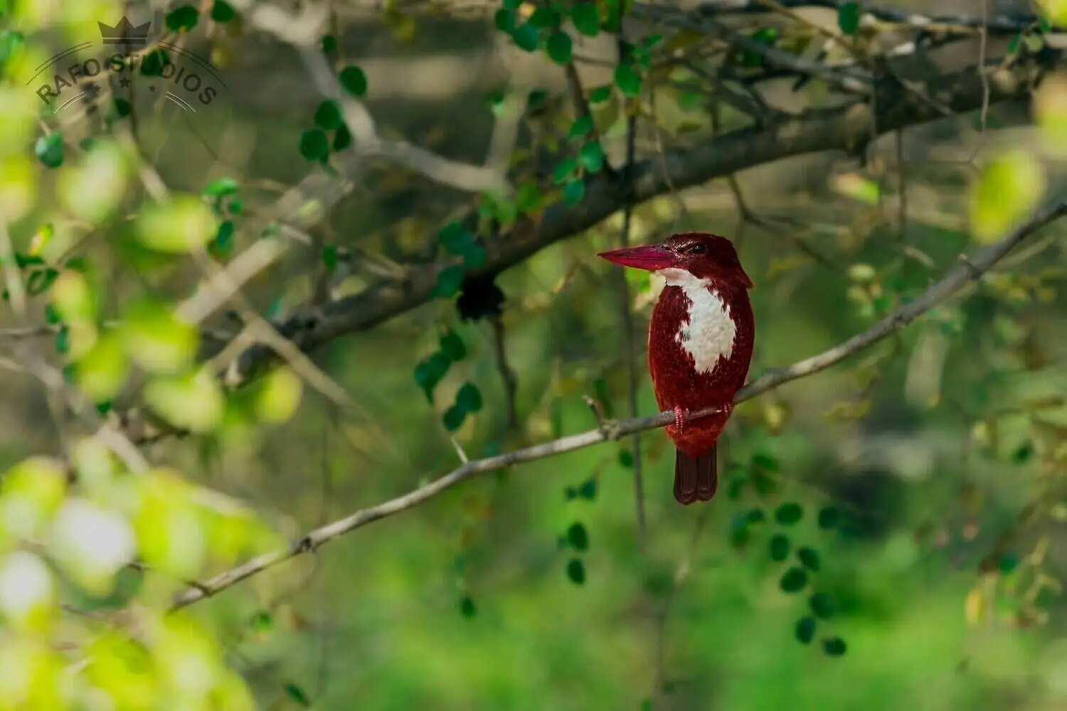 Kingfisher in Kanha