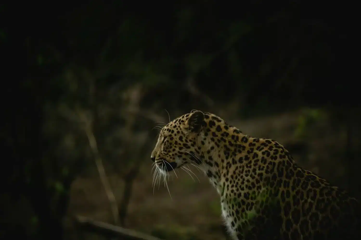 Leopard in Gir National Park